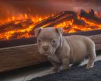 AMERICAN BULLY TEEFJE MAG NEST VERLATEN, Dieren en Toebehoren, Honden | Bulldogs, Pinschers en Molossers, CDV (hondenziekte), Overige rassen