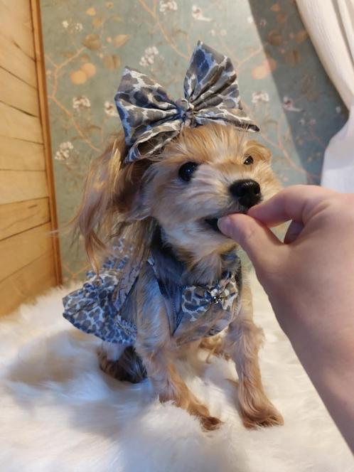 Zomer luipaardjurk voor minihondje + haarstrik, Dieren en Toebehoren, Honden-accessoires, Nieuw, Ophalen of Verzenden