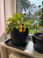 Madame janet zaad, Tuin en Terras, Bloembollen en Zaden, Ophalen of Verzenden