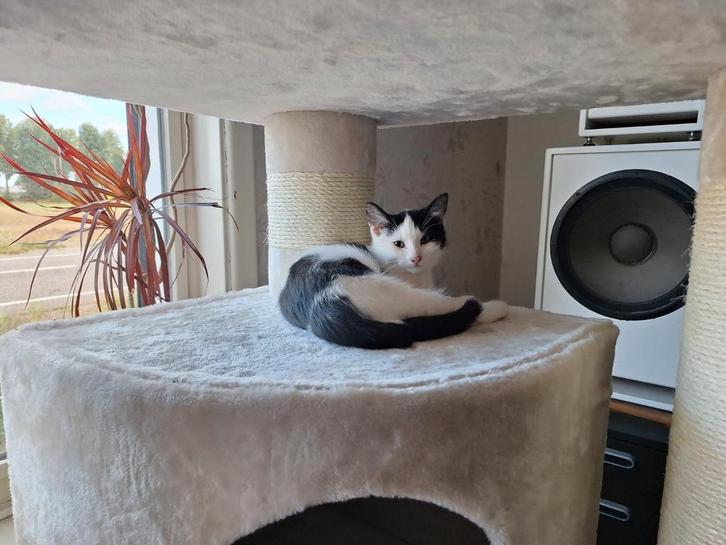 Jonge katjes 7 maand oud, Dieren en Toebehoren, Katten en Kittens | Overige Katten, Kortharig, Meerdere dieren, 0 tot 2 jaar