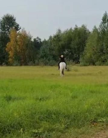 Kleinschallige pensionstal met rijbak en weide beschikbaar voor biedingen