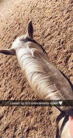 Verzorg pony/paard gezocht, Dieren en Toebehoren, Paarden en Pony's | Verzorgingsproducten, Nieuw, Ophalen