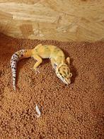 Luipaardgekko's, Dieren en Toebehoren, Reptielen en Amfibieën, Hagedis, 0 tot 2 jaar