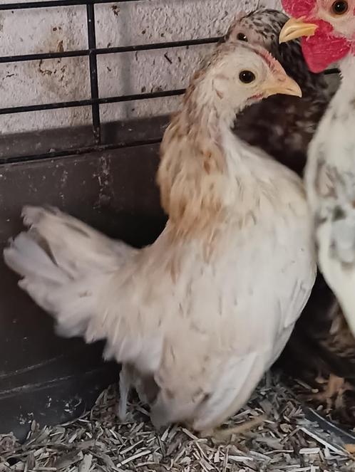 Serama hen halfwas, Dieren en Toebehoren, Pluimvee, Kip, Vrouwelijk
