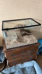 Gerbil bak, Dieren en Toebehoren, Hamster, Meerdere dieren, Tam, Oktober