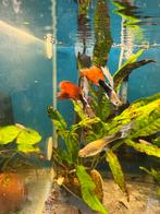 Red flame tuxedo guppy raszuiver 2 m 2v met jongen, Dieren en Toebehoren, Vissen | Aquariumvissen, Vis