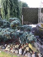 Te koop Pinus parviflora Saphir vormsnoei, Niwaki, Tuin en Terras, Grind, Keien en Split, Ophalen, Zo goed als nieuw