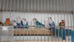 Agapornis  fischeri, Dieren en Toebehoren, Vogels | Parkieten en Papegaaien, Meerdere dieren, Dwergpapegaai of Agapornis