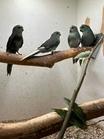 Laatste 2 kakariki poppen van 2025, Vrouwelijk, Parkiet, Geringd