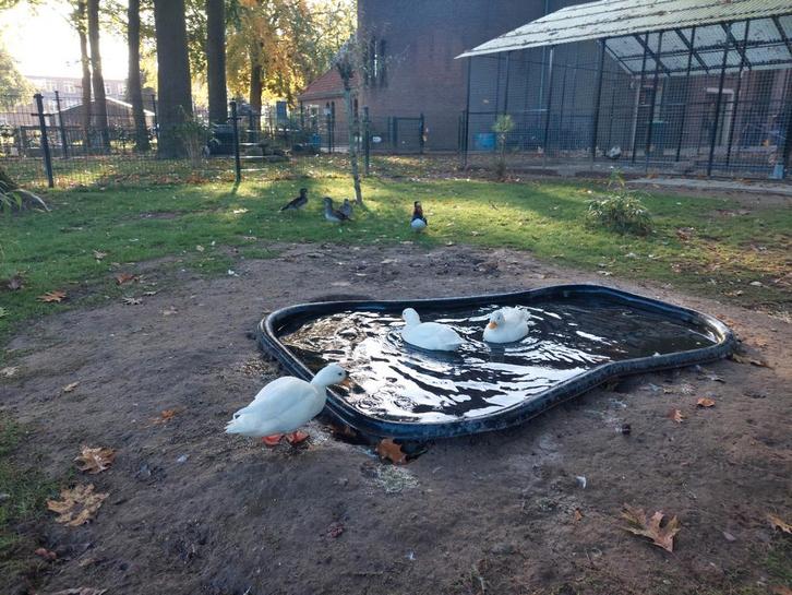 Kwaker eend, Dieren en Toebehoren, Pluimvee, Eend, Meerdere dieren