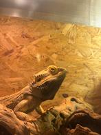 Volwassen baardagaam man, Hagedis, Tam, 7 tot 10 jaar