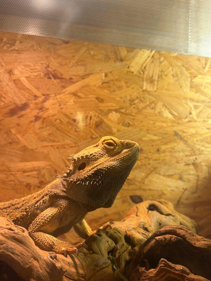 Volwassen baardagaam man