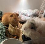 Verwacht: Cavia Baby’s. /Alpaca,skinny,korthaar, Dieren en Toebehoren, Knaagdieren, Cavia, Geslacht onbekend, Januari, Tam