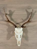 Hertenkop met gewei, Ophalen, Gebruikt, Hert, Gewei of Kop