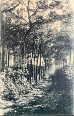 Waalwijk, Nachtegaallaantje omstreeks 1915, Verzamelen, Ansichtkaarten | Nederland, Verzenden, Voor 1920, Ongelopen, Noord-Brabant