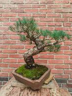 Volwassen Witte Den Bonsai White Pine, Ophalen of Verzenden, Volle zon, Overige soorten, Minder dan 100 cm