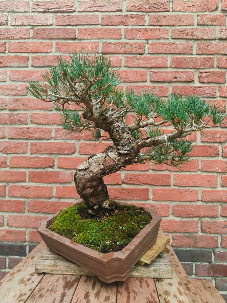 Volwassen Witte Den Bonsai White Pine, Tuin en Terras, Planten | Bomen, Overige soorten, Minder dan 100 cm, Volle zon, Ophalen of Verzenden