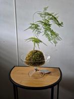 Asparagus mosbol in glas, Groene kamerplant, Ophalen of Verzenden, Halfschaduw, Minder dan 100 cm