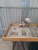 Tentoonstellingskooien, Dieren en Toebehoren, Knaagdieren en Konijnen | Hokken en Kooien, Minder dan 60 cm, Kooi, 110 cm of meer