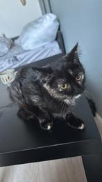 Twee lieve kittens beschikbaar 🐾, Dieren en Toebehoren, Katten en Kittens | Overige Katten, Meerdere dieren