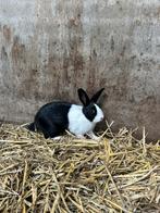 1 voedsters 2 rammen konijnen, Dieren en Toebehoren, Konijnen, Meerdere dieren, Groot, 0 tot 2 jaar