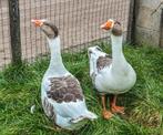 Schitterend koppeltje twentse landganzen!, Dieren en Toebehoren, Pluimvee, Meerdere dieren, Gans of Zwaan