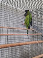 Koppel nandaya parkieten., Meerdere dieren, Parkiet