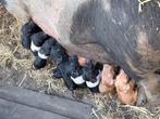 Husumer × Deense Duroc biggen Borgjes en Geltjes, Dieren en Toebehoren, Schapen, Geiten en Varkens, Meerdere dieren, Varken, 0 tot 2 jaar