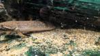 Aquariumvissen te koop, Dieren en Toebehoren, Vissen | Aquariumvissen, Vis