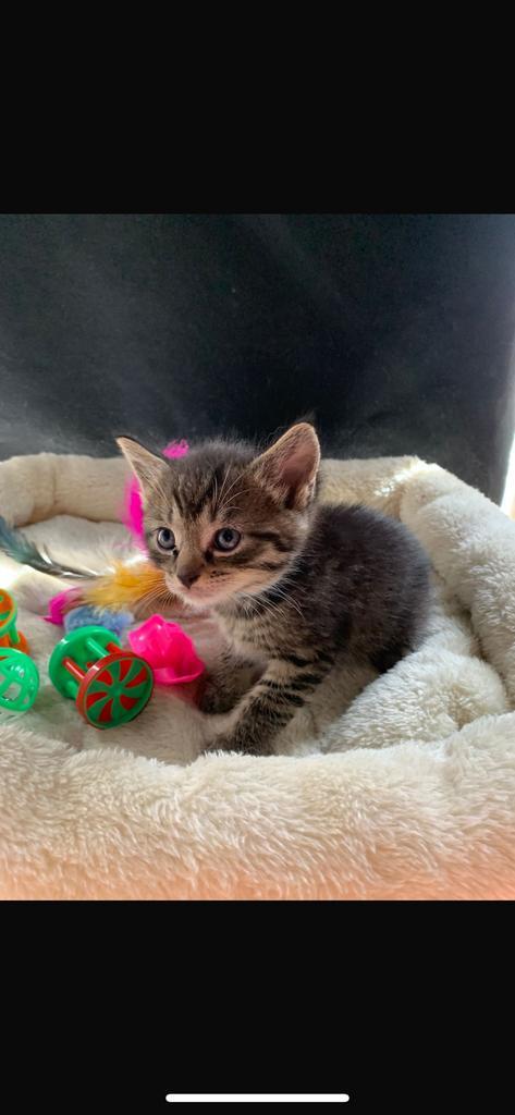 Goed huis gezocht voor kittens, Dieren en Toebehoren, Katten en Kittens | Overige Katten, Meerdere dieren, 0 tot 2 jaar