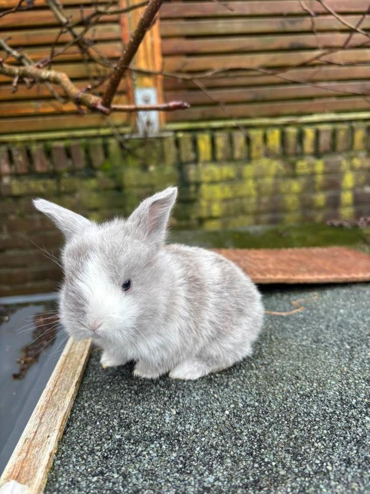 NHD dwerg hangoor konijntjes, Dieren en Toebehoren, Konijnen, Dwerg, Meerdere dieren, Hangoor