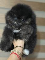 Pomeriaan meisje, Dieren en Toebehoren, Honden | Poolhonden, Keeshonden en Oertypen, België, Particulier, 8 tot 15 weken, Teef