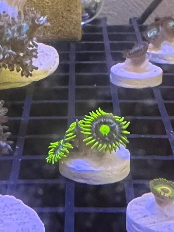 Zoanthus stekjes. beschikbaar voor biedingen