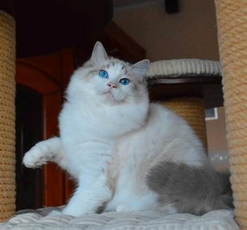 Super knappe seal lynx bicolor ragdoll dekkater beschikbaar voor biedingen
