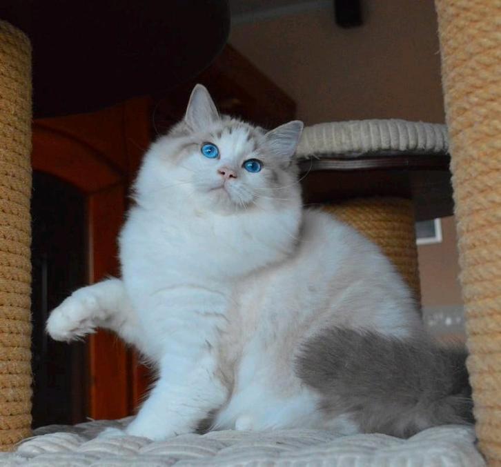 Super knappe seal lynx bicolor ragdoll dekkater getest!, Dieren en Toebehoren, Katten en Kittens | Dekkaters