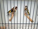 Koppel major putters 2022 x 2024, Dieren en Toebehoren, Meerdere dieren, Wildzangvogel, Geringd
