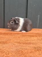 Zeugje blauw/wit gladhaar grijs lief tam korthaar huisdier, Cavia, Juli, Vrouwelijk, Tam