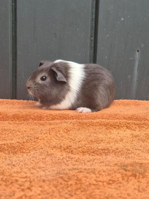 Zeugje blauw/wit gladhaar grijs lief tam korthaar huisdier, Dieren en Toebehoren, Knaagdieren, Vrouwelijk, Cavia, Juli, Tam