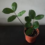 Zamioculcas Zamifolia, Ophalen, Overige soorten, Volledige schaduw, Minder dan 100 cm