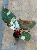 Philodendron red Anderson pink variegata, Huis en Inrichting, Kamerplanten, Ophalen of Verzenden, Halfschaduw, Minder dan 100 cm