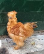 USA zijdehoen haan / silky haan, Dieren en Toebehoren, Pluimvee, Mannelijk, Kip