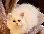 ❤️Brits korthaar en langhaar met EU passpoort, chip, Poes, Gechipt, 0 tot 2 jaar