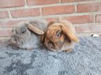 2 Dwerghangoor Minilop zusjes, Dieren en Toebehoren, Konijnen, Vrouwelijk, Dwerg, Hangoor