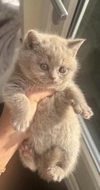 Britse Korthaar kittens te koop, Poes