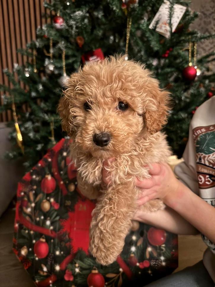 Lieve Maltipoo, pups (mini), Dieren en Toebehoren, Honden | Chihuahua's en Gezelschapshonden, Reu, Overige rassen, Particulier