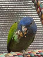 Gezocht pionus, Dieren en Toebehoren, Vrouwelijk, Papegaai, Geringd