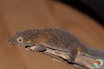 Eurydactylodes agricolae koppel, Dieren en Toebehoren