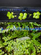 Drijfplanten aquarium, Dieren en Toebehoren, Ophalen of Verzenden, Nieuw, Plant(en), Steen of Hout