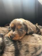 Cocker spaniel sheltie pups, CDV (hondenziekte), Particulier, Meerdere, 8 tot 15 weken