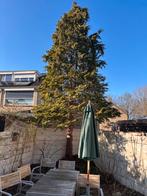 Boom zelf kappen en meenemen, Ophalen of Verzenden